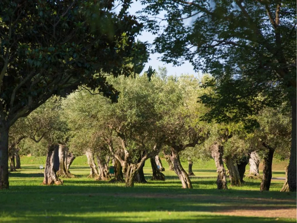 Uliveto secolare nel parco verde dell'hotel