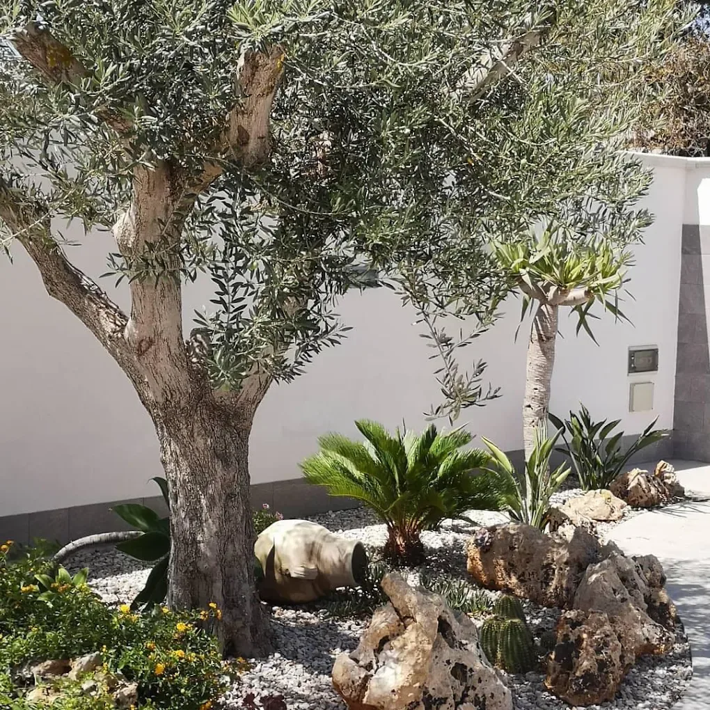 Angolo giardino mediterraneo con ulivo, rocce, piante grasse e anfora in terracotta su ghiaia bianca