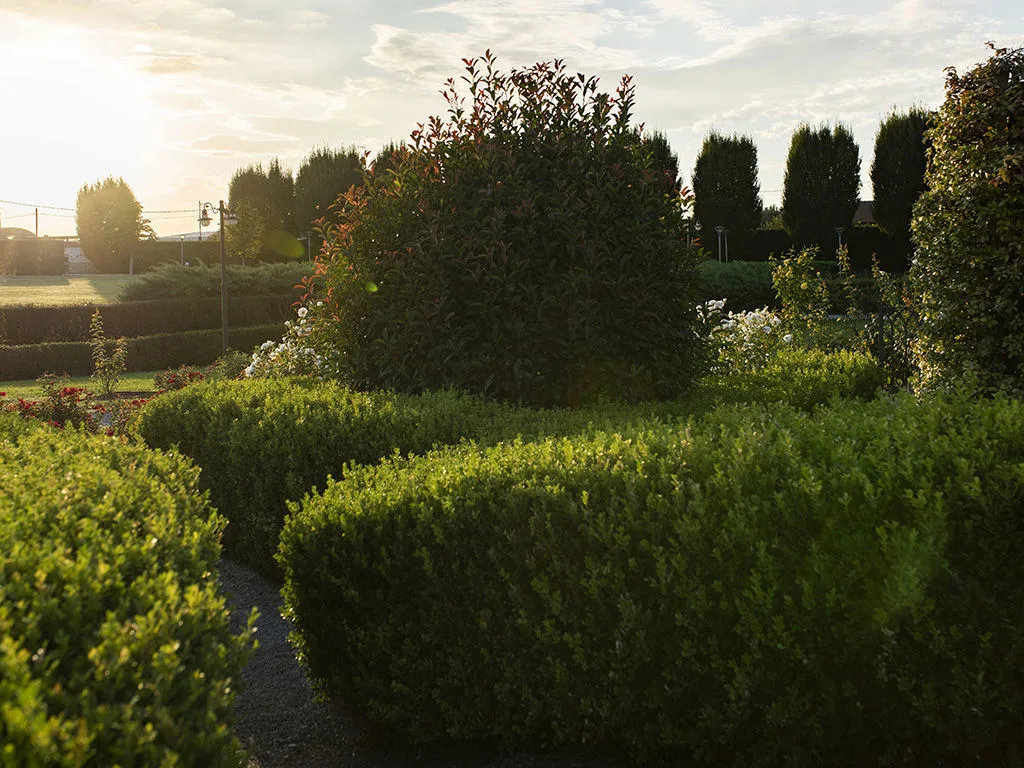 Giardino all'italiana con siepi topiate e cespugli verdi illuminati dalla luce dorata del tramonto