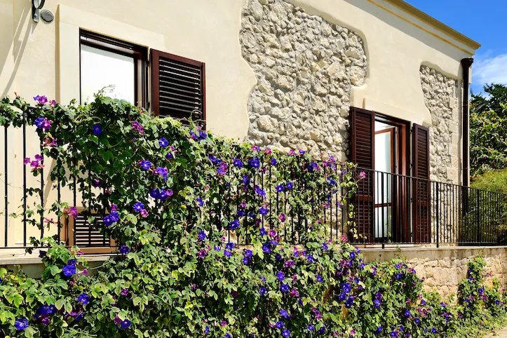 Facciata in pietra con fiori viola rampicanti e persiane in legno