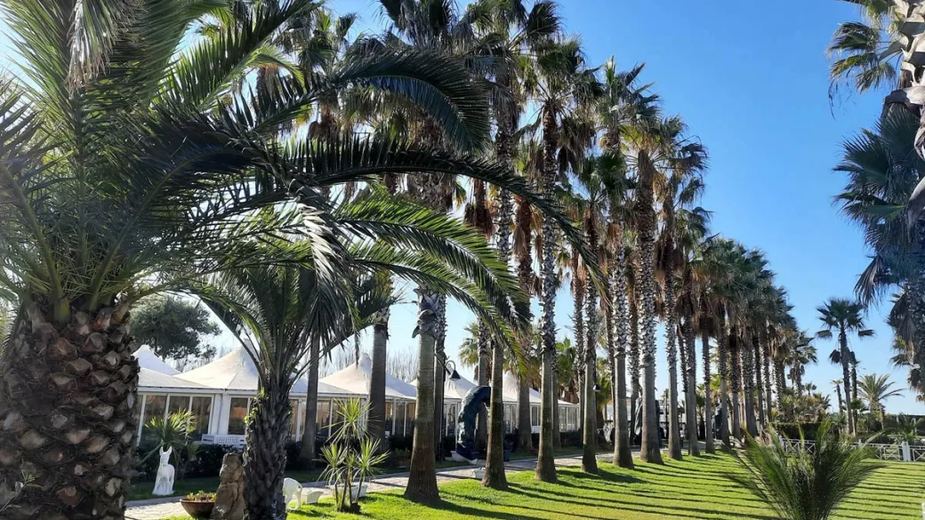 Viale fiancheggiato da alte palme con prato verde e struttura con tendoni bianchi
