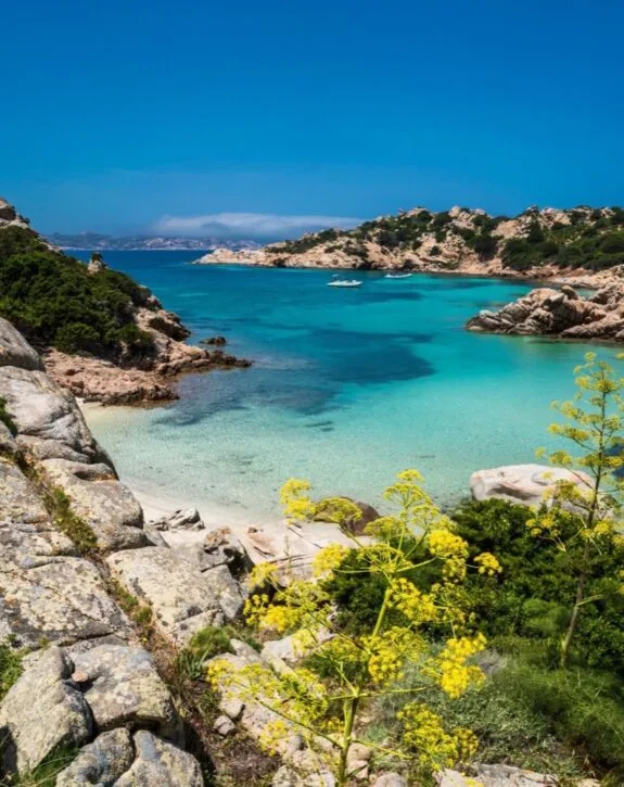 Panorama di una caletta con acqua turchese, rocce e fiori gialli in primo piano. Cielo sereno e coste verdi sullo sfondo.