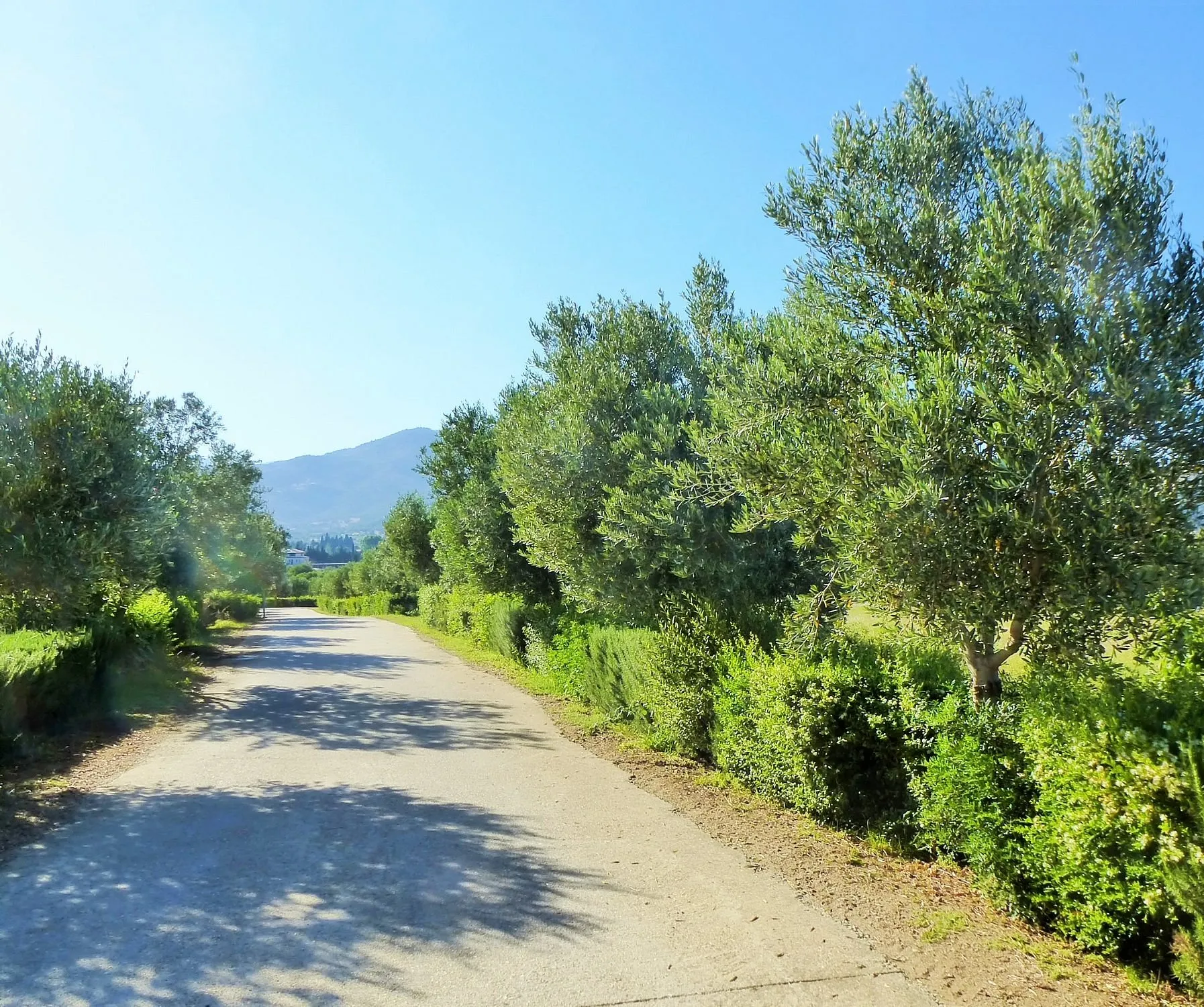 Viale alberato con ulivi e siepi che conduce verso colline e cielo azzurro